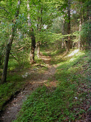 path through the woods