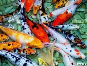 Bisnis Ikan Koi ~ Kumpulan Informasi Dan Berita Untuk Anda