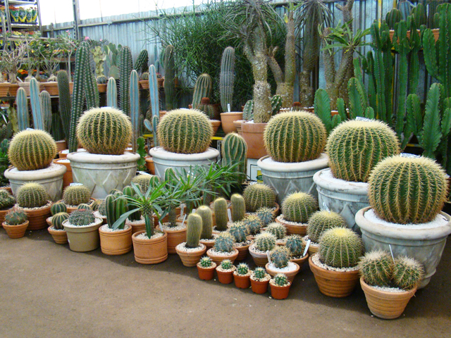 mini jardim de cactus:Agro Paisagismo: Tenha cactos, purifique o ambiente e concretize a mini jardim de cactus:Agro Paisagismo: Tenha cactos, purifique o ambiente e concretize a