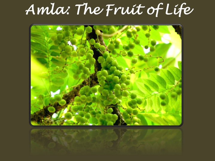 Amla: The Fruit of Life