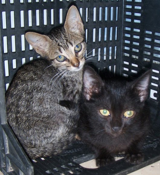 [filhos2.JPG]
