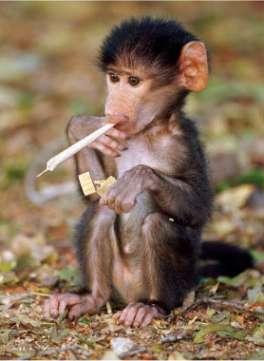 القرود وما أدراك ما القرود Funny+monkey+smoking