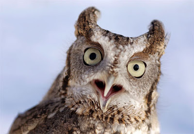 stressed owl