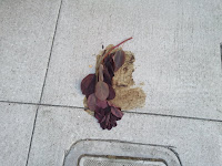 Considerate dog owner covers smeared dog doo with branch and leaves. Castro, San Francisco CA, 94114.