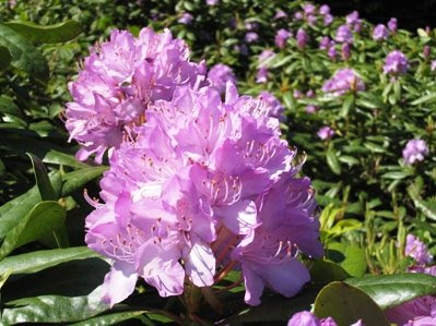 Rhododendron bushes at Chartners