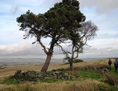 Isolated trees on Loups's Hill Loups's Hill