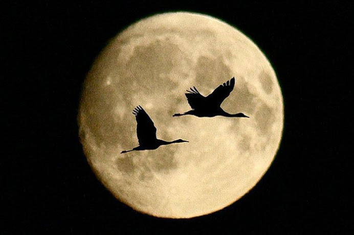 las aves y la luna