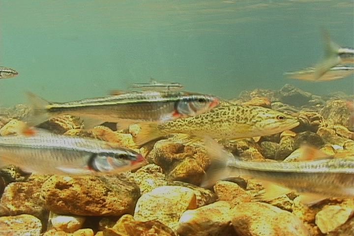 [FIELD_125_smb_dusk_sucker_close.jpg]