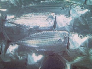 [Mackerel+Long-Jawed.jpg]
