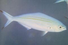 [Fusilier+Variable-Lined.jpg]