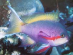 [Anthias+Threadfin.jpg]