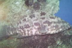 [Grouper+Netfin.jpg]