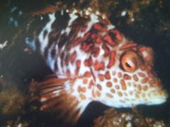 [Hawkfish+Splendid.jpg]