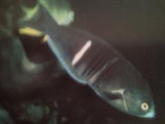 [Wrasse+Rust-Banded.jpg]