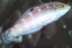 [Wrasse+Ornate+(2).jpg]