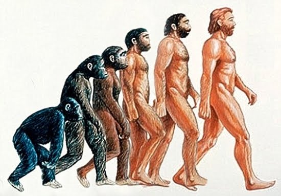 Modo De Adaptacion De La Evolucion Biologica Y Cultural