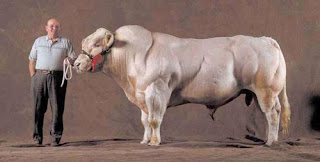 Monster Cows picture