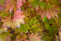 Autumn de Forest Photos