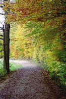 Autumn de Forest Photos