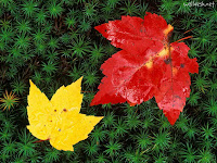 Autumn de Forest Photos