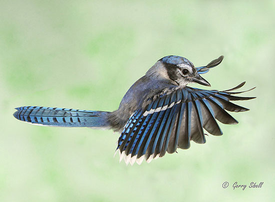 Amazing Bird Photos - Image Wor...