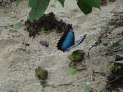 Una Mariposa desde El Parque Nacional, Cahuita, Costa Rica