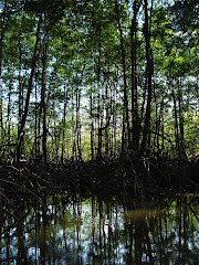 Mangrove Forests, Peninsula de Osa, Costa Rica