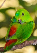 Burung Serindit Melayu Loriculus Galgulus Fauna Identitas