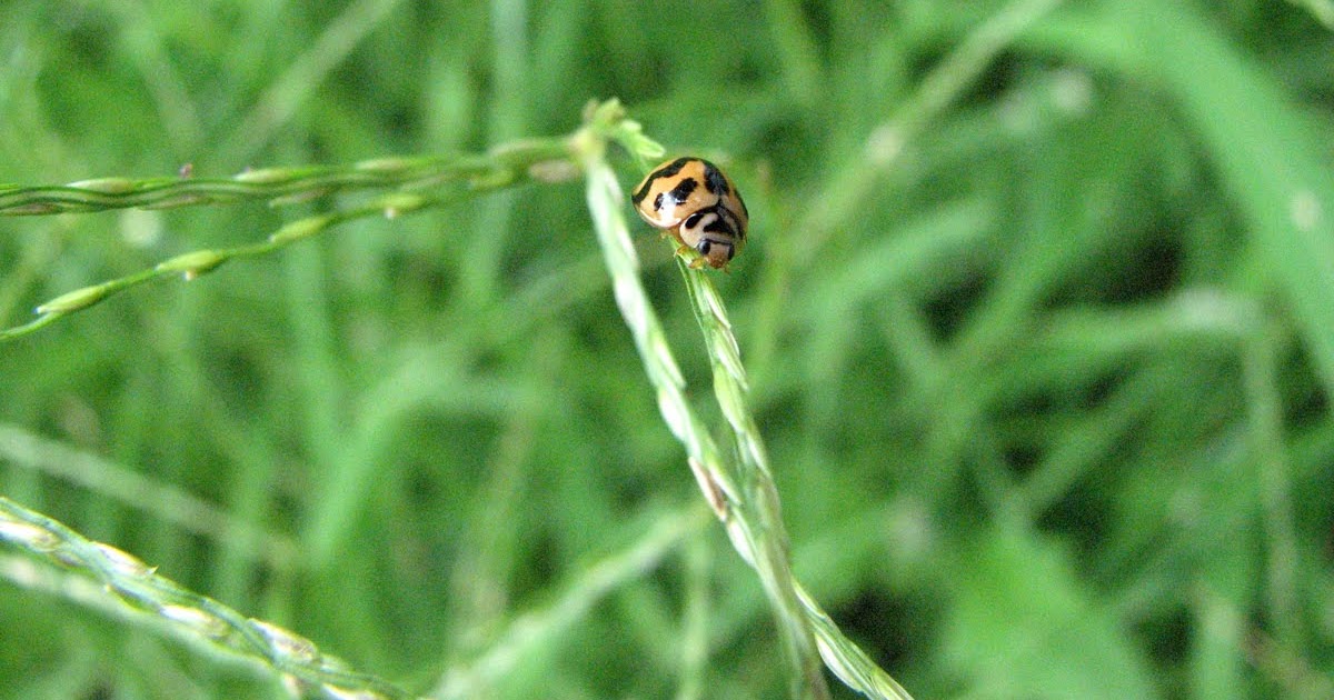 MM Insects Lovers Yellow Lady Bug