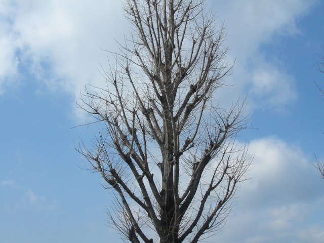 [trees3.JPG]