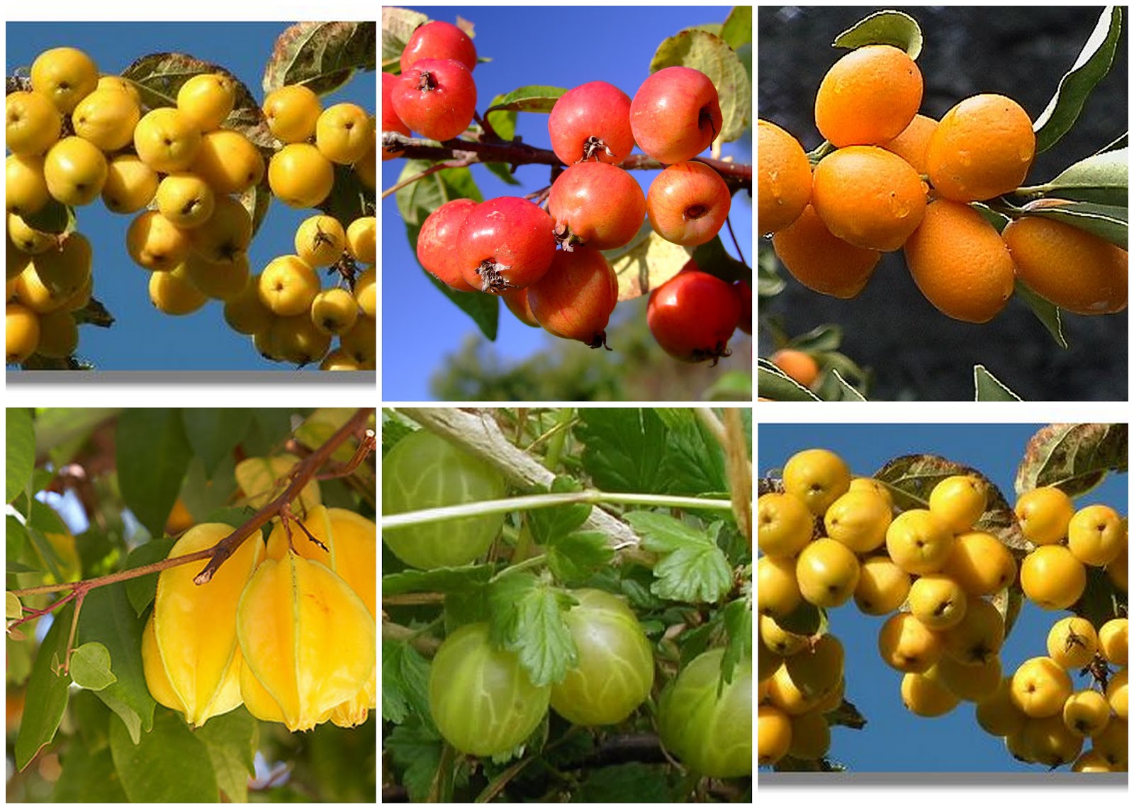 Katie s Secret Blog christmas stocking + exotic fruit