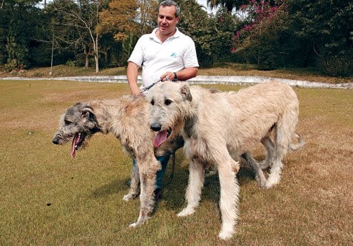 Blog da Lord Cão: Cachorros gigantes: a maior raça do mundo
