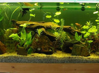 Fresh Water Aquarium Fish Beautiful Your Tropical Aquarium With
