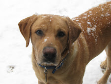 Buddy The Snow Dog