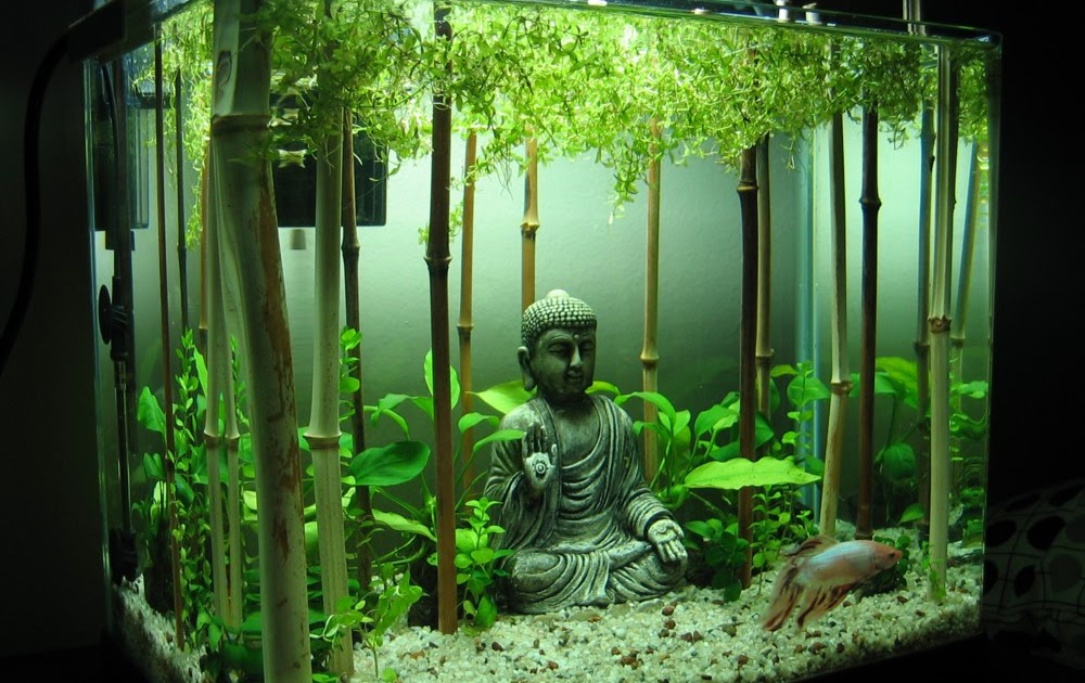 Tank Scape My Planted Buddha Betta Tank