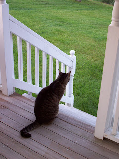 Tabby cat on porch