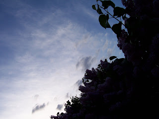 Blue sky lilacs