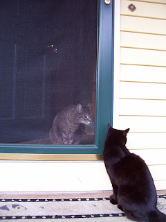 Two cats in doorway