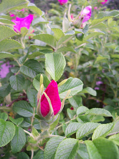 Macro pink Rugosa rose bud