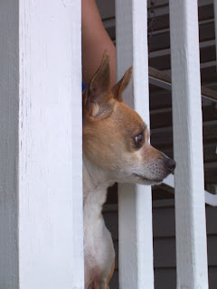 Chihuahua profile