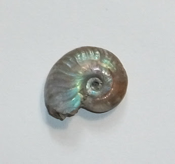 Round Fossils