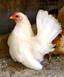 Ayam Serama Ayam Serama To Be Sell