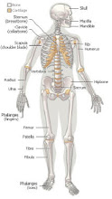 Body skeleton