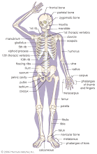 Gambar skeleton