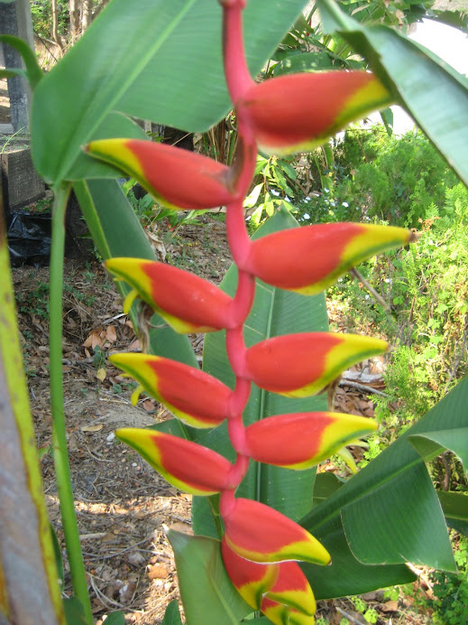 Heliconia rostrata