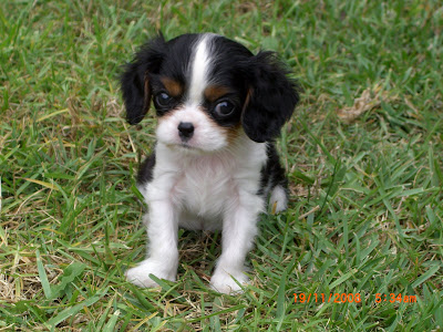 EVA: THE CUTEST CAVALIER KING CHARLES SPANIEL