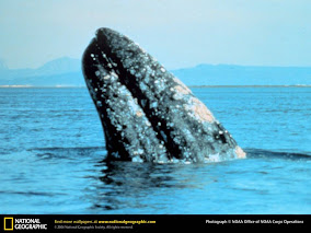 I am a Mammal like you: Gray Whale