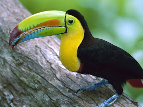 Kell Biled Toucan