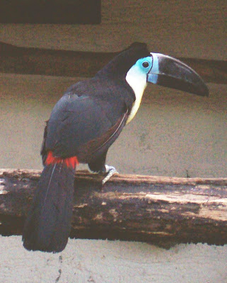 Channel Billed Toucan
