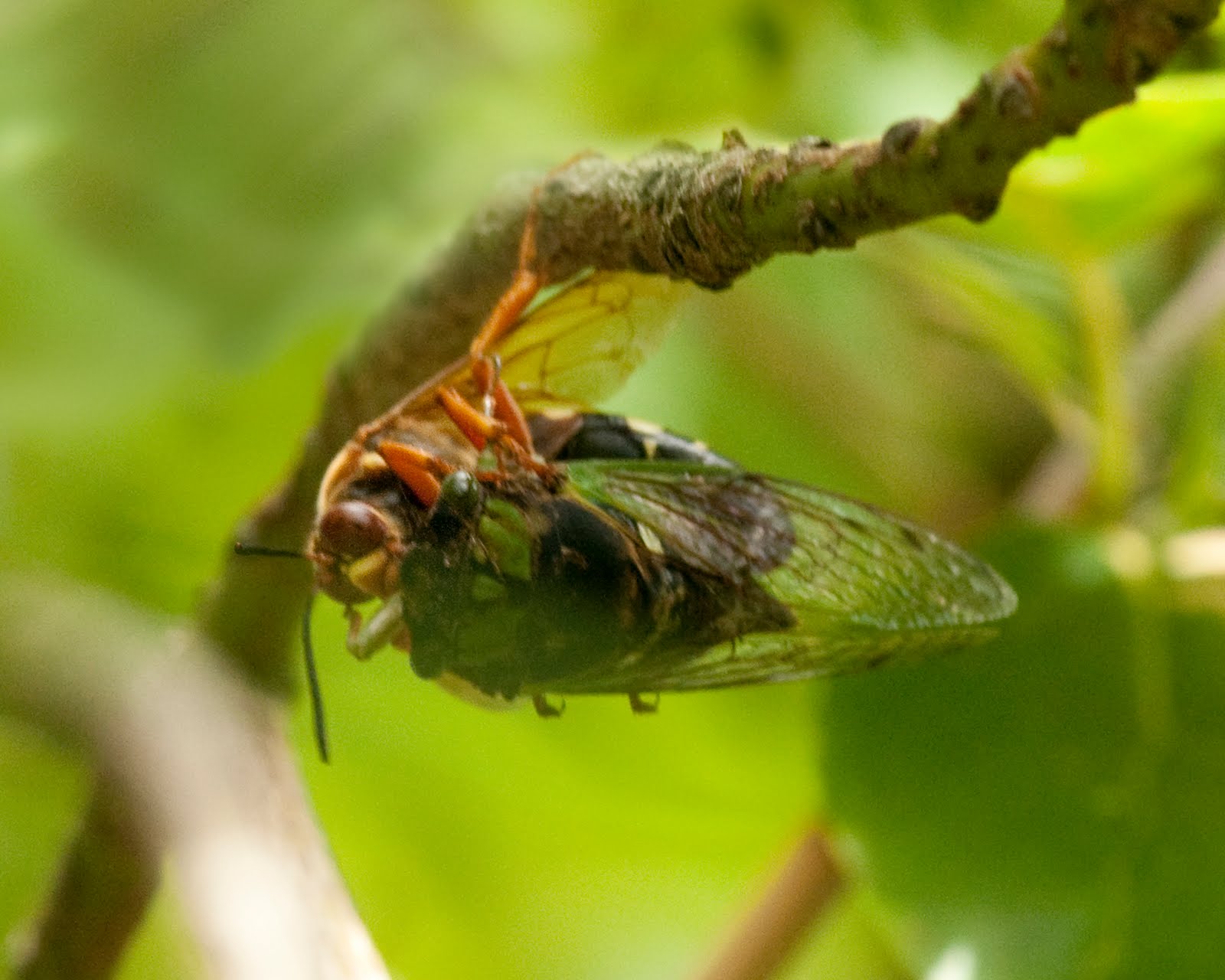 cicada killer sting cicada killer sting
